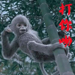 ����־С�ұ����